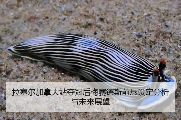 拉塞尔加拿大站夺冠后梅赛德斯前悬设定分析与未来展望